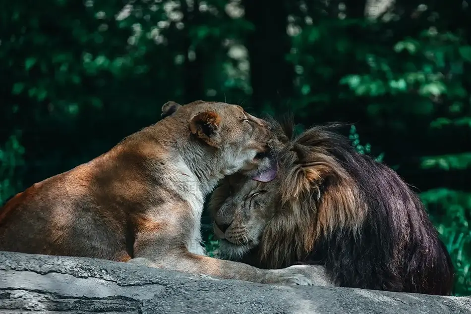 Pittsburgh Zoo African Lion Couple’s Moment, Pittsburgh, Pennsylvania · United States