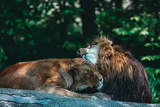 Pittsburgh Zoo African Lion Tenderness, Pittsburgh, Pennsylvania
