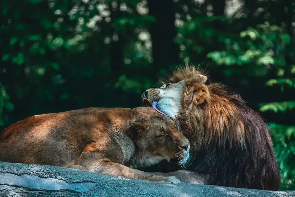 Pittsburgh Zoo African Lion Tenderness, Pittsburgh, Pennsylvania · United States