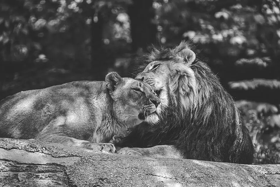 Pittsburgh Zoo African  Lions in Monochrome Harmony, Pittsburgh, Pennsylvania · United States