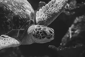 Pittsburgh Zoo Green Sea Turtle Dive, Pittsburgh, Pennsylvania