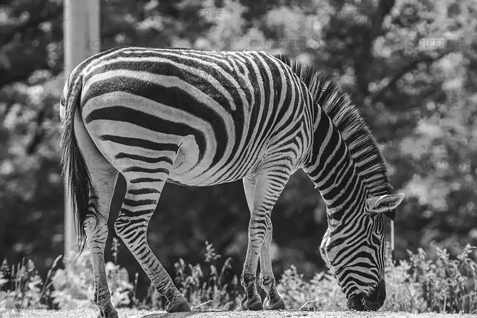 Pittsburgh Zoo Grant’s Zebra Grazing, Pittsburgh, Pennsylvania · United States