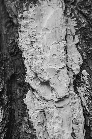 Poinsett State Park Textured Tree Bark, Wedgefield, South Carolina
