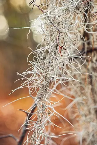 Poinsett State Park Spanish Moss Draping, Wedgefield, South Carolina