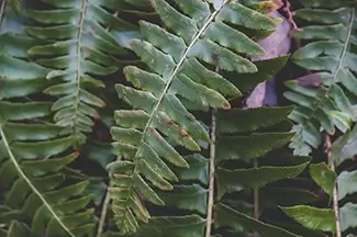 Poinsett State Park Green Fern Fronds, Wedgefield, South Carolina