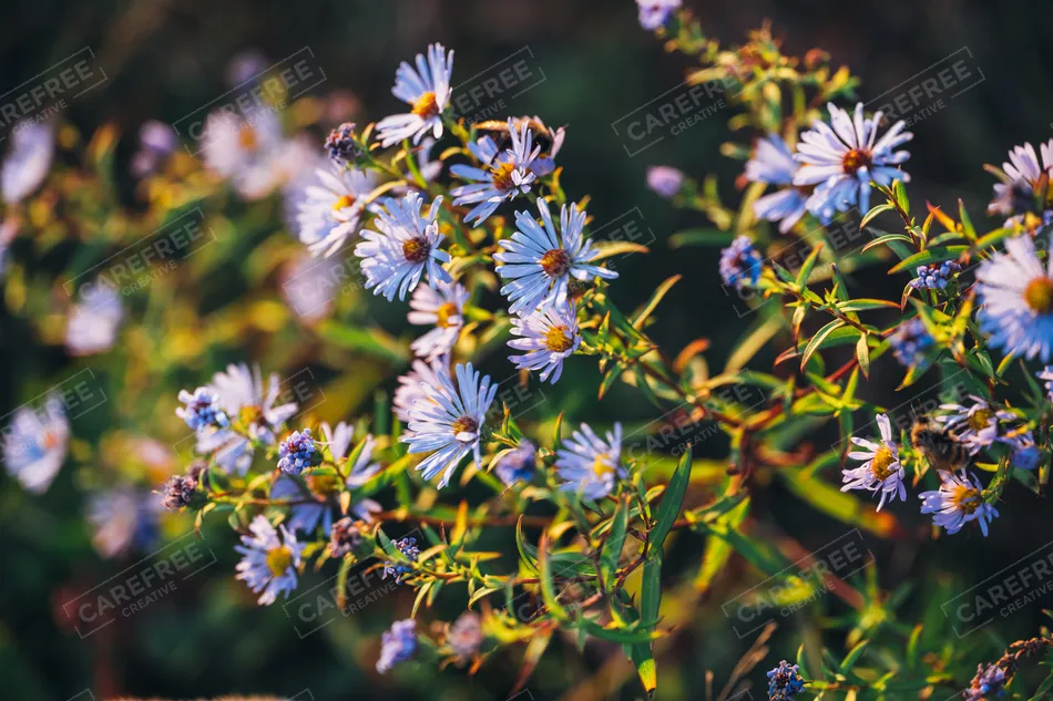 Prince Edward Island National Park Purple Wildflowers Blooming, Charlottetown, Prince Edward Island · Canada