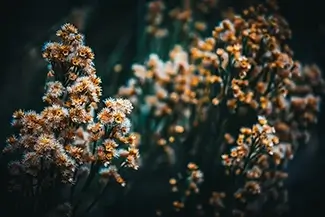 Red Rock Canyon Pearly Everlasting Floral Spires