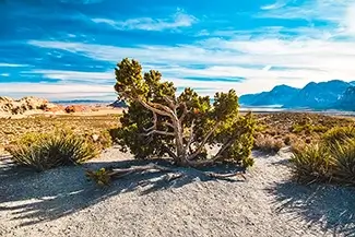 Red Rock Canyon Solitary Tree, Mountain Springs, Nevada