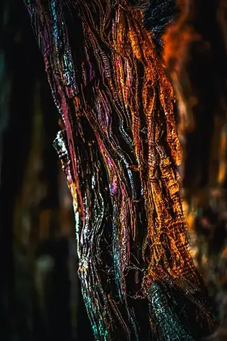 Redwoods National Park Bark Abstract, California
