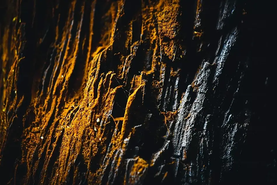 Redwoods National Park Noir and Gold, California · United States