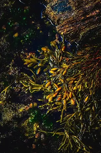Reid State Park Seaweed Tapestry, Georgetown, Maine