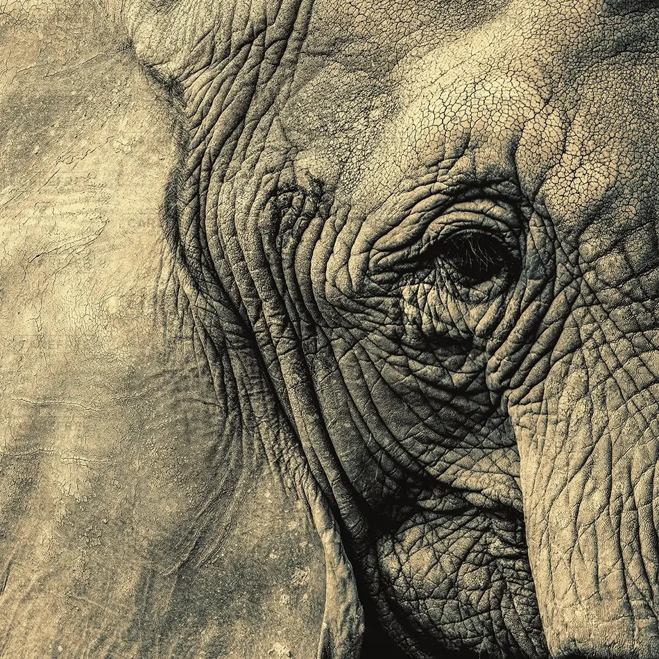 Elephant Face Close Up, Rhode Island · United States