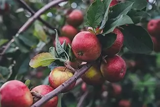 Rickers Hill Orchard McIntosh Red Apple Bounty, Turner, Maine