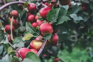 Rickers Hill Orchard McIntosh Apple Harvest, Turner, Maine