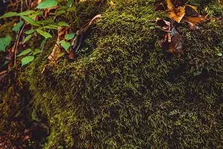 Ricketts Glen State Park Mossy Wilderness, Benton, Pennsylvania