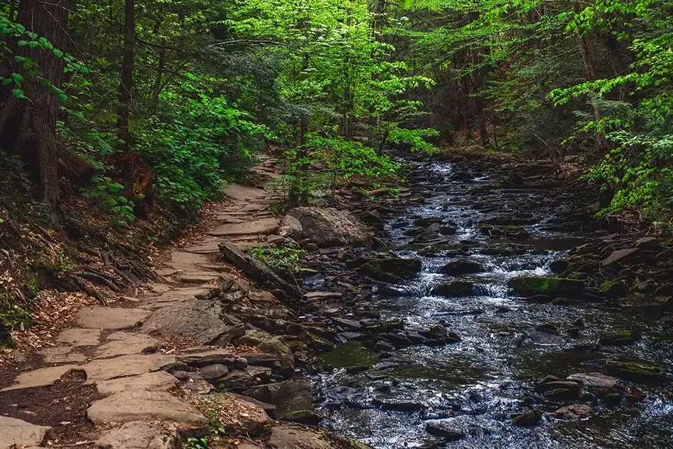Ricketts Glen State Park Forest Pathway, Benton, Pennsylvania · United States
