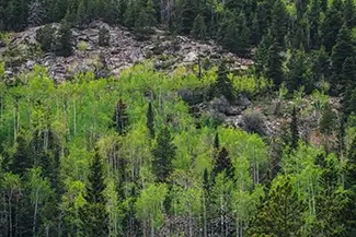 Rocky Mountain National Park Forest Landscape, Estes Park, Colorado