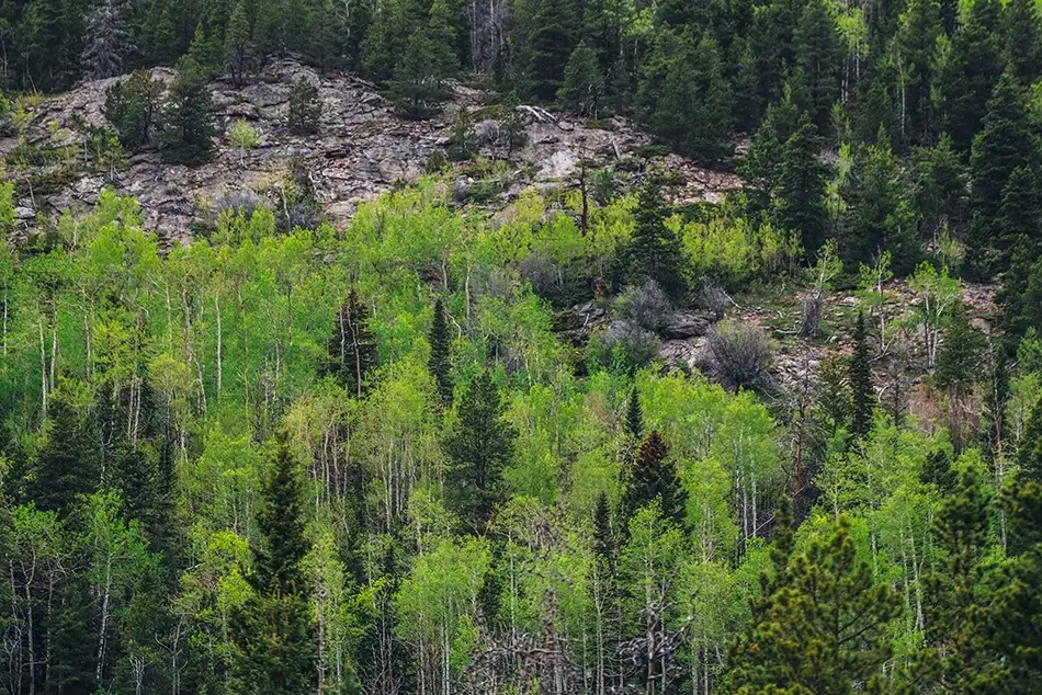 Rocky Mountain National Park Forest Landscape, Estes Park, Colorado · United States