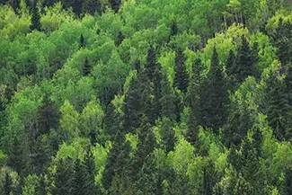 Rocky Mountain National Park Lush Green Forest Landscape, Estes Park, Colorado