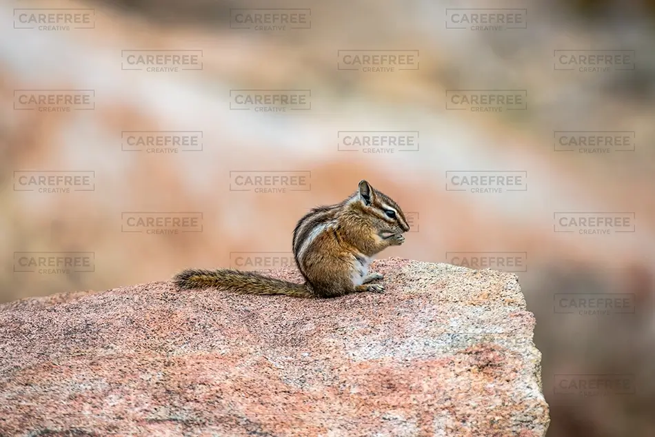 Rocky Mountain National Park Chipmunk Eating on a Rock, Estes Park, Colorado · United States