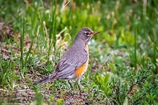 Rocky Mountain National Park Colorful Robin in Grass, Estes Park, Colorado