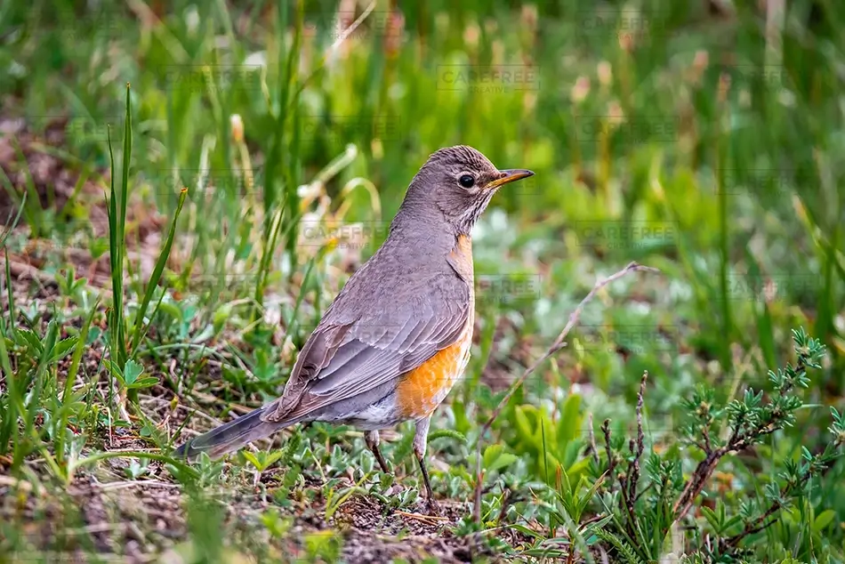 Rocky Mountain National Park Colorful Robin in Grass, Estes Park, Colorado · United States