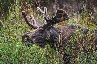 Rocky Mountain National Park Moose Among Greenery, Estes Park, Colorado