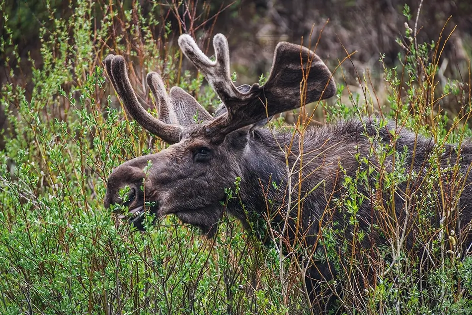Rocky Mountain National Park Moose Among Greenery, Estes Park, Colorado · United States