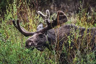 Rocky Mountain National Park Moose in Vegetation, Estes Park, Colorado