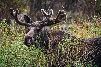 Rocky Mountain National Park Moose Passing By, Estes Park, Colorado