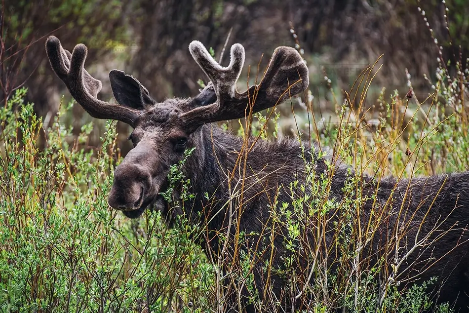 Rocky Mountain National Park Moose Passing By, Estes Park, Colorado · United States