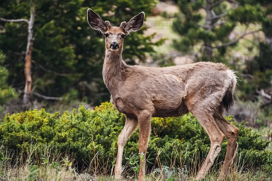 Rocky Mountain National Park Young Deer in Forest, Estes Park, Colorado · United States