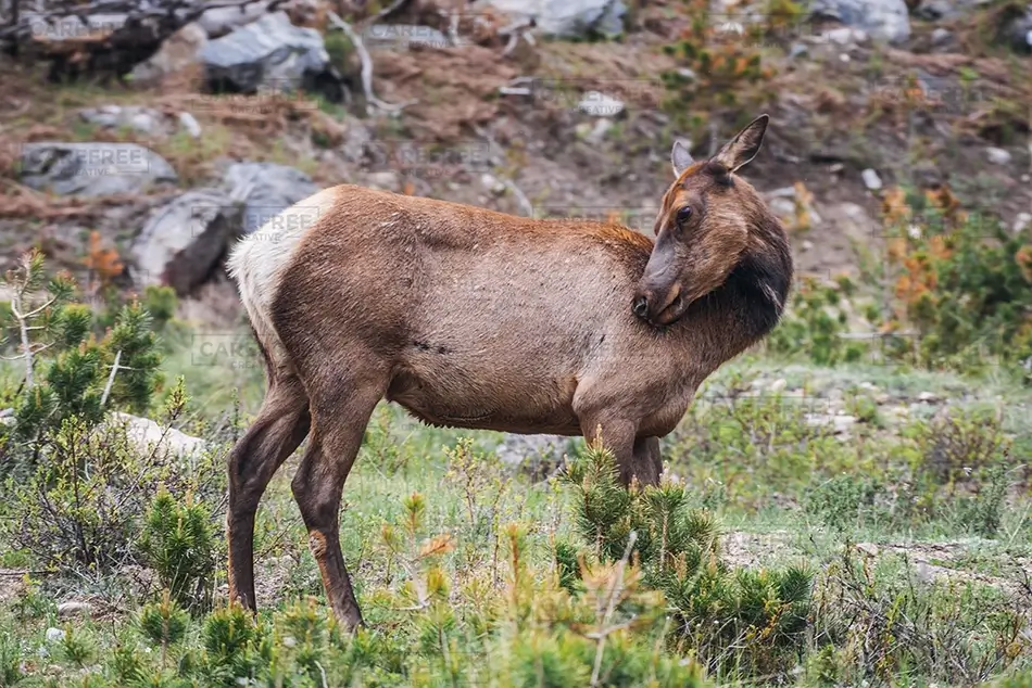 Rocky Mountain National Park Elk in Natural Habitat, Estes Park, Colorado · United States