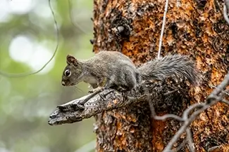Rocky Mountain National Park Squirrel on Tree Branch, Estes Park, Colorado