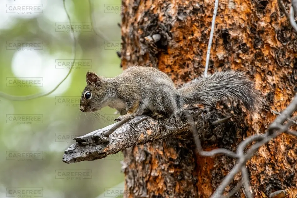 Rocky Mountain National Park Squirrel on Tree Branch