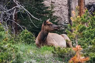 Rocky Mountain National Park Elk Resting in Grass, Estes Park, Colorado