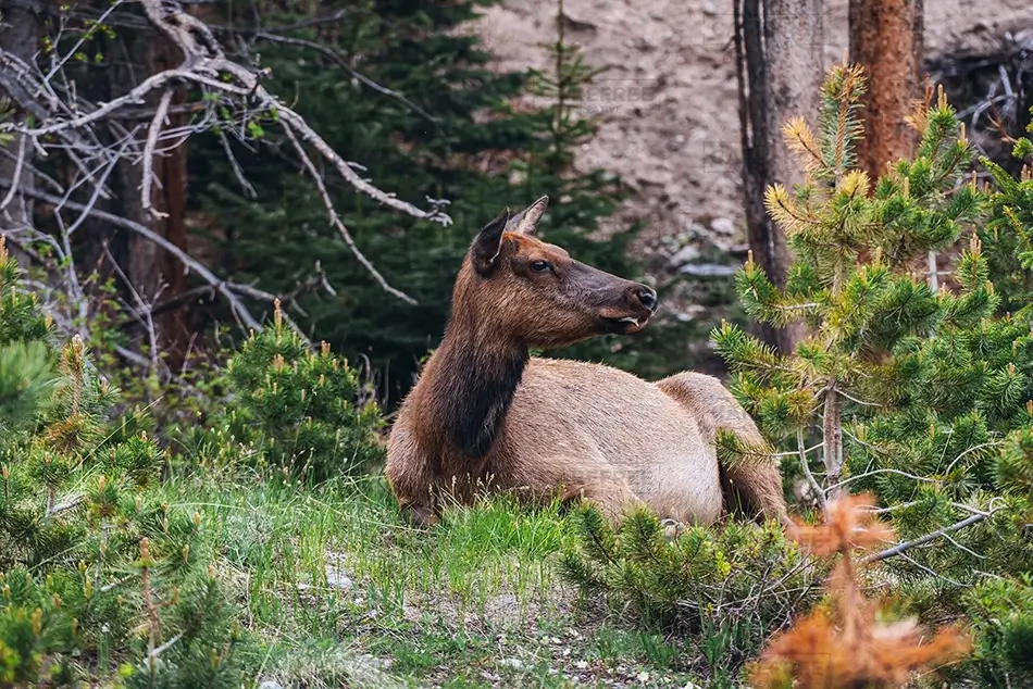 Rocky Mountain National Park Elk Resting in Grass