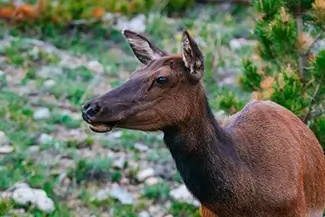 Rocky Mountain National Park Deer in Nature, Estes Park, Colorado
