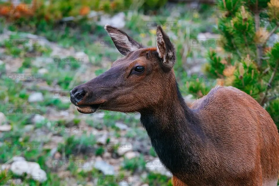Rocky Mountain National Park Deer in Nature