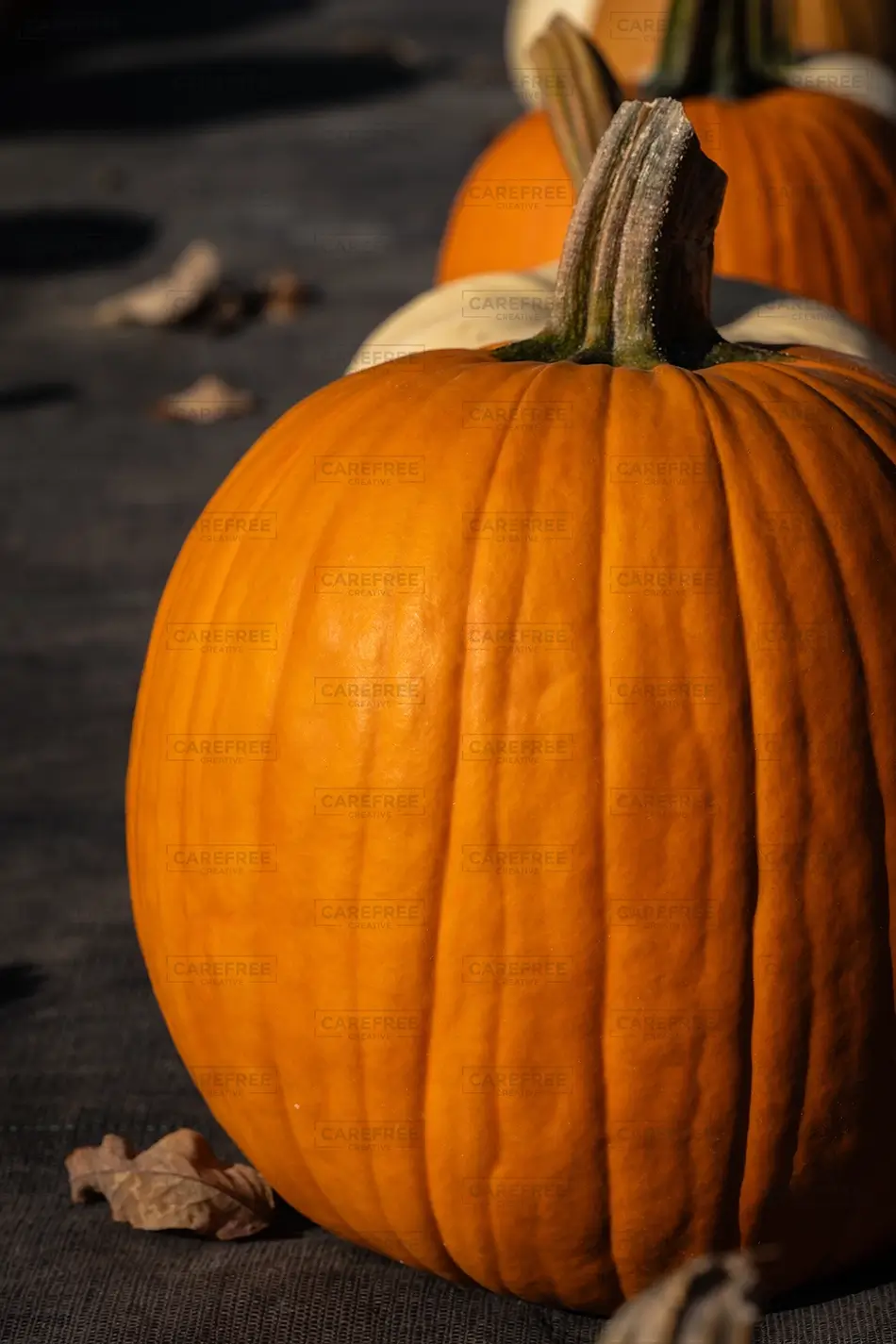 Rocky Ridge Orchard Ripe Orange Pumpkin Close Up, Bowdoin, Maine · United States