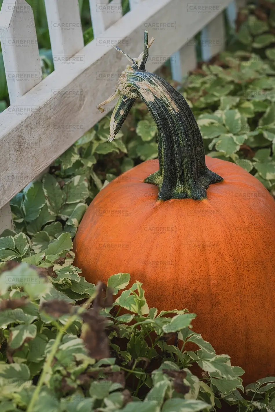 Rocky Ridge Orchard Pumpkin Among Green Leaves, Bowdoin, Maine · United States