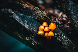 Sabbaday Falls Forest Orange Mycena Leaiana Mushrooms, Waterville Valley, New Hampshire