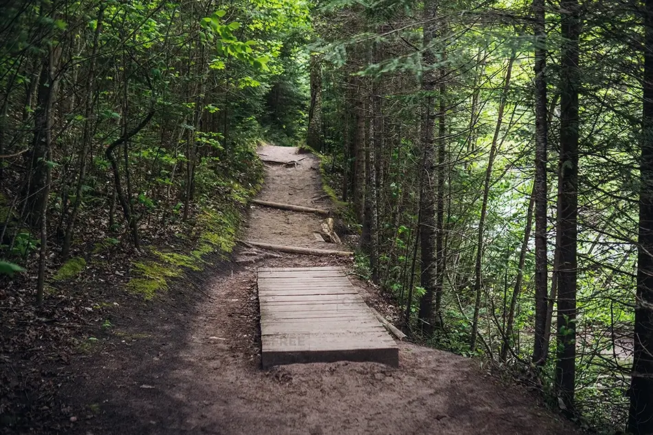 Sable Falls Forest Trail Pathway Through Trees