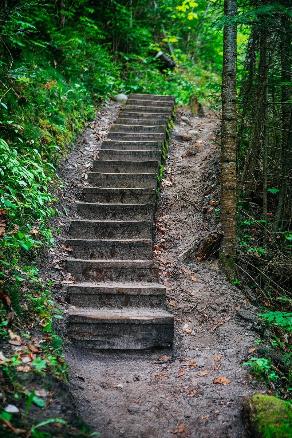 Sable Falls Wooden Steps Surrounded by Greenery