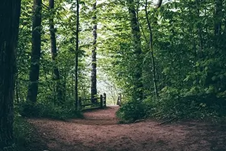 Sable Falls Serene Forest Pathway, Burt Township, Michigan