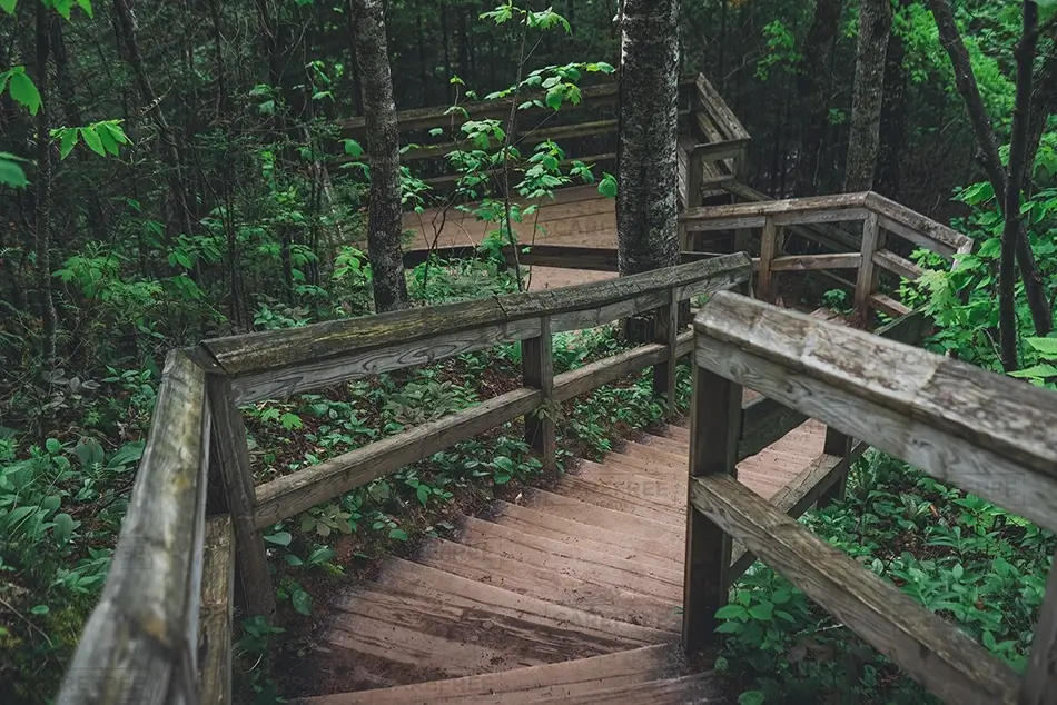 Sable Falls Scenic Wooden Path Through Forest