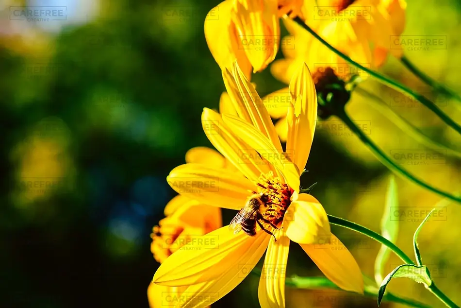 Bee Pollinating A Jerusalem Artichoke Blossom in Saco, Saco, Maine · United States