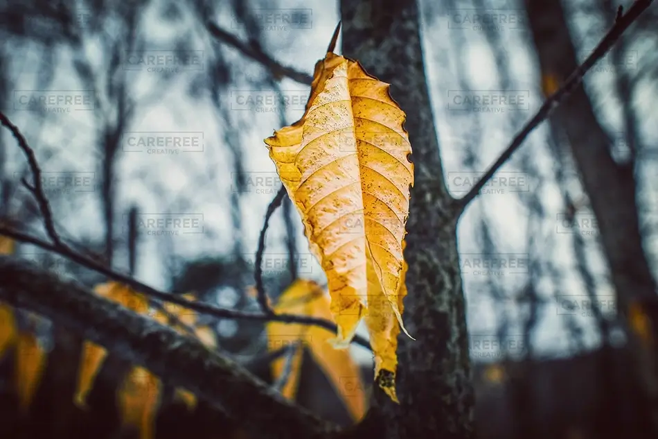 Saco Leaf in Autumn Splendor, Saco, Maine · United States