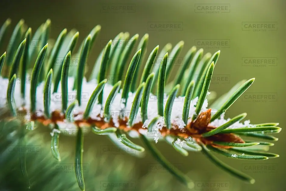 Saco Morning Snow on Pine Needles, Saco, Maine · United States