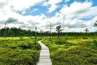 Saco Heath Preserve Nature’s Pathway, Saco, Maine